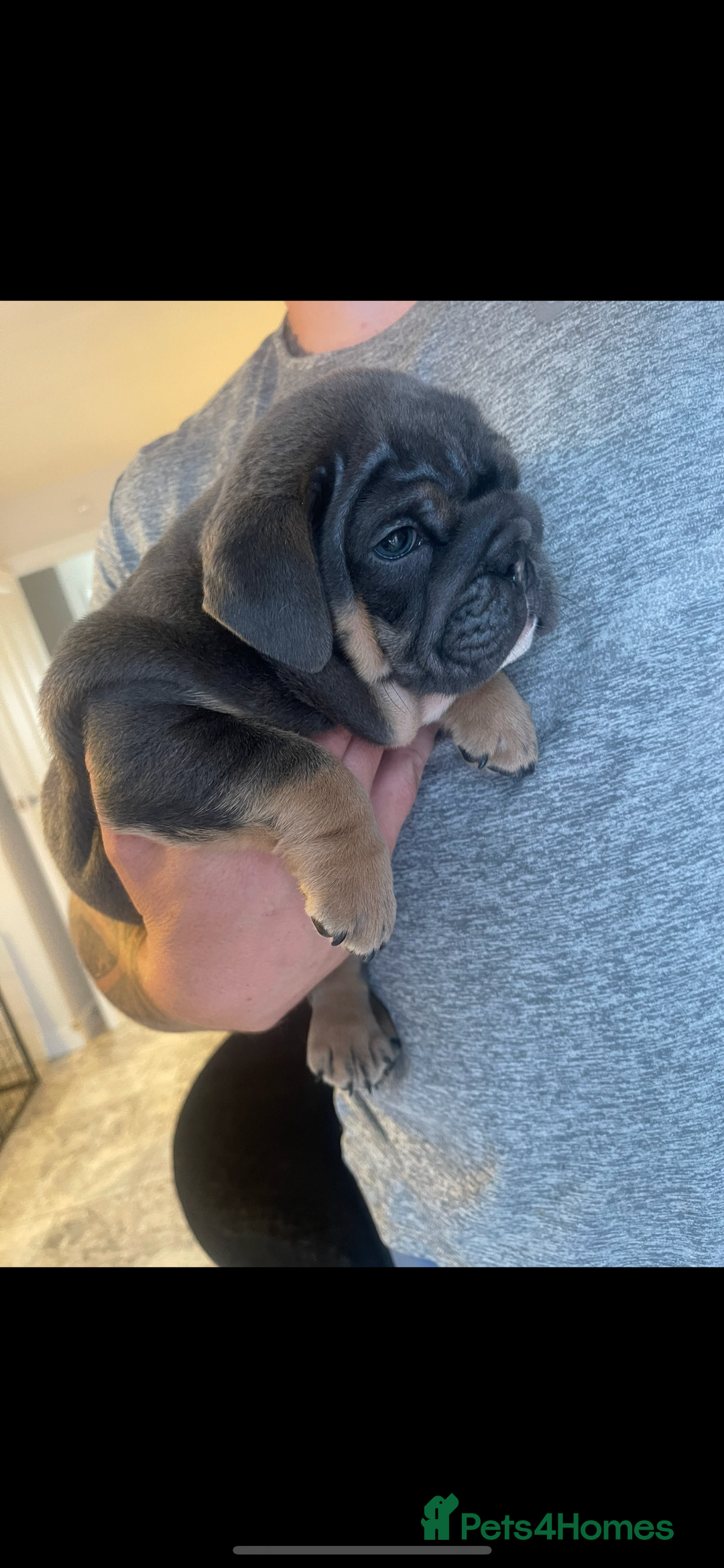 English Bulldog dogs for sale: 10 Top quality English bulldog puppies for sale  - Image 27