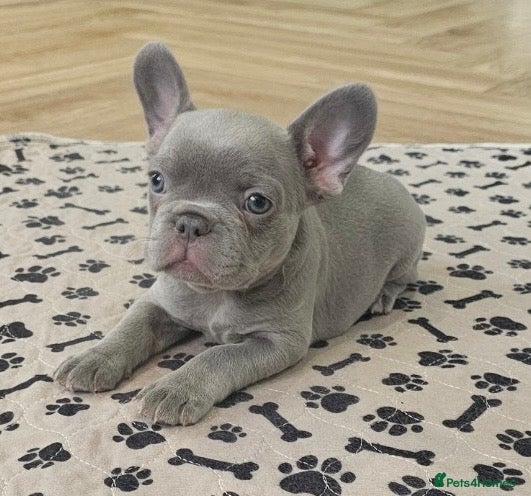 French Bulldog dogs French bulldog pups - Advert 12