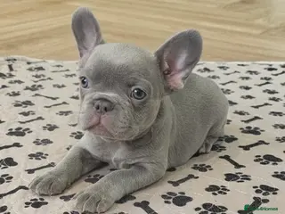 French Bulldog dogs French bulldog pups - Advert 11