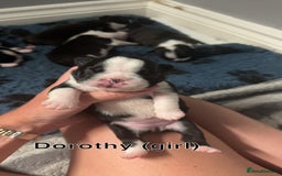 Boston Terrier dogs for sale: WILDAX Boston Terrier pups (2 girls left!) - Image 5