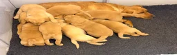Labrador Retriever dogs for sale: Fox Red Labrador Puppies, Home Reared in Herts in Hitchin - Advert 16