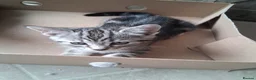Mixed Breed cats for sale: 5 kittens ready to leave 19/08 - Advert 2