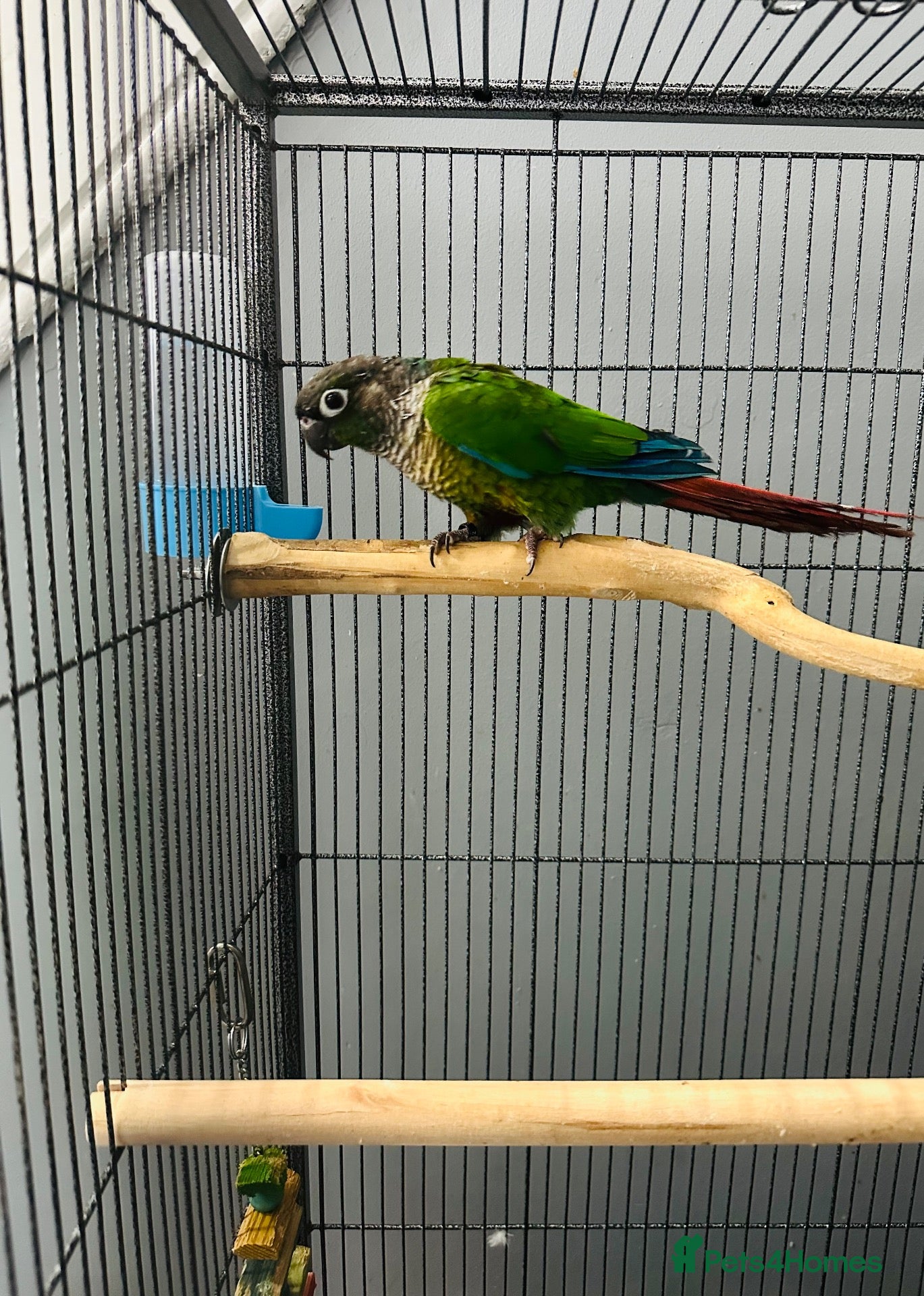 Conures birds Green-cheeked Conure  - Advert 2