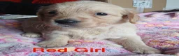 Golden Retriever dogs for sale: Beautiful Home Raised Golden Retriever Puppies - Advert 29