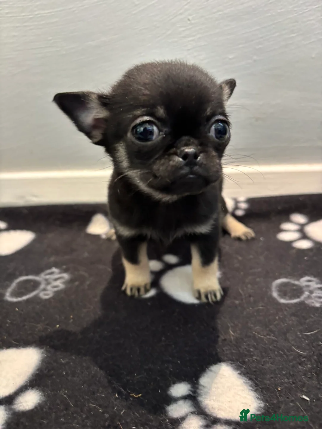 Mixed Breed dogs for sale: Pug x Pomeranian  - Advert 2