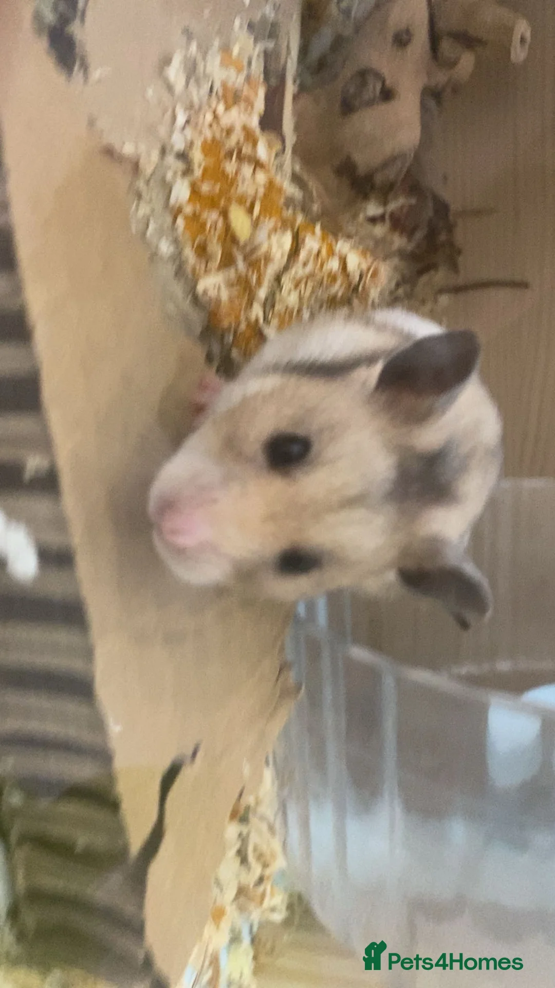 Hamster rodents for sale: Hamster for sell!!! - Advert 1