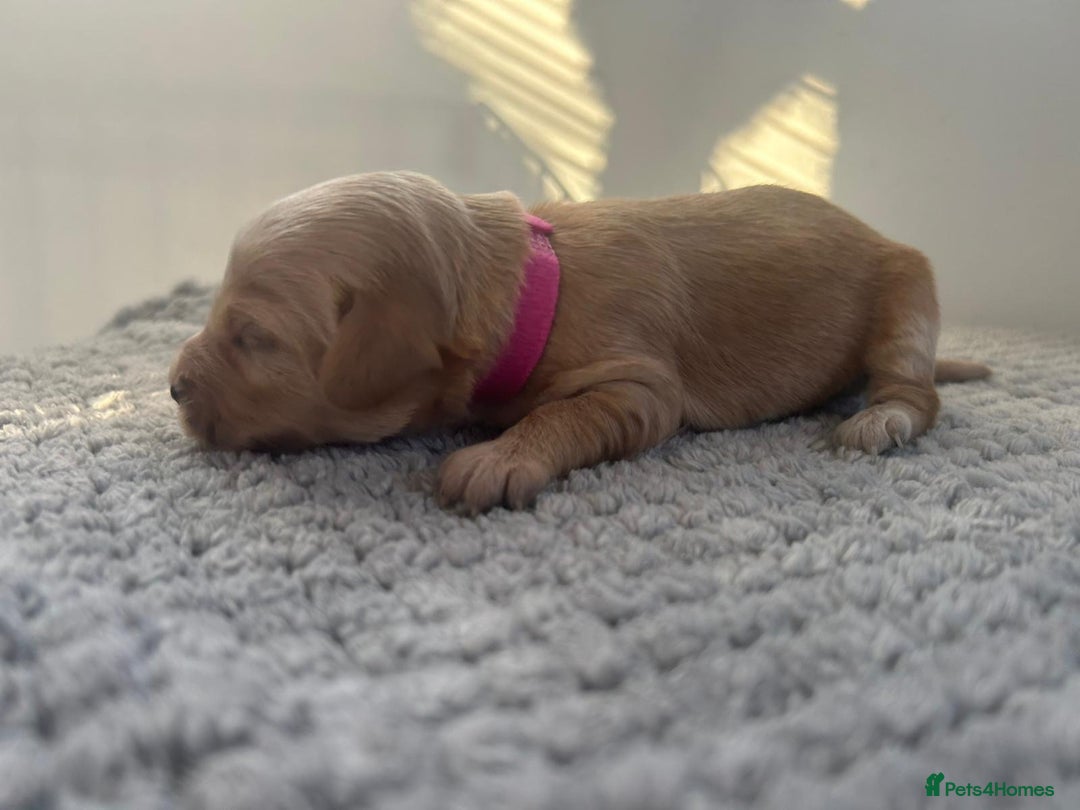 Mixed Breed dogs for sale: Apricot Cockapoo puppies ready to leave 6th march  - Advert 17