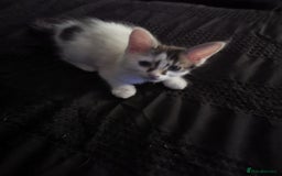 Mixed Breed cats for sale: 8 week old kittens for sale  - Image 4