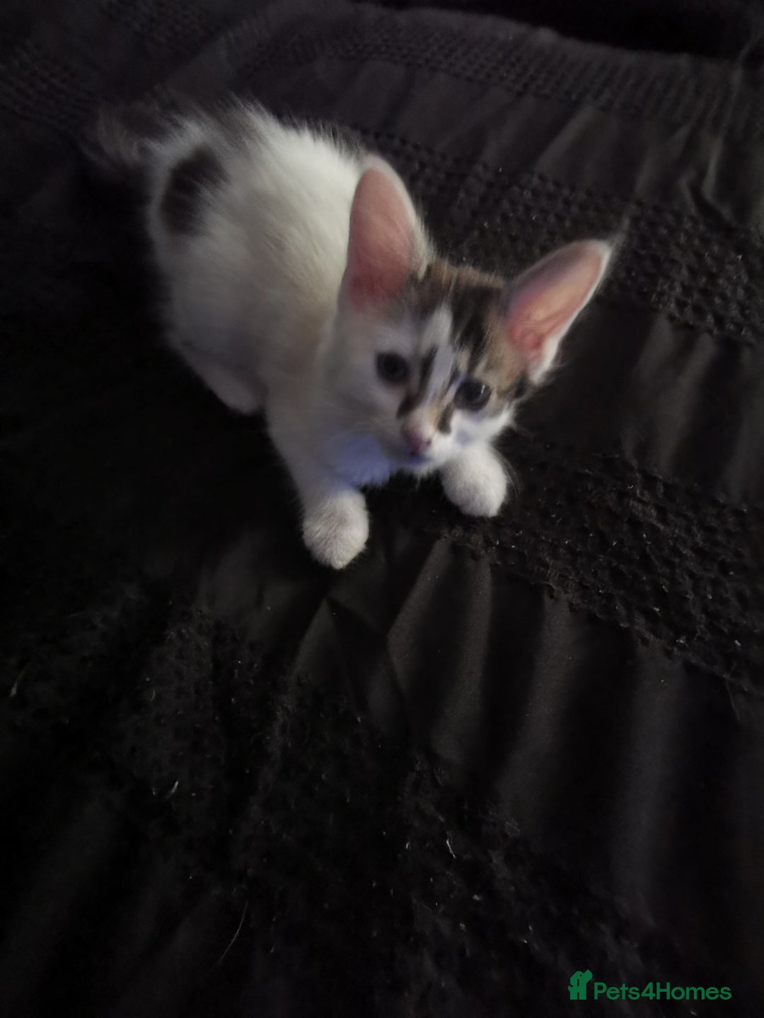 Mixed Breed cats for sale: 8 week old kittens for sale  - Image 4