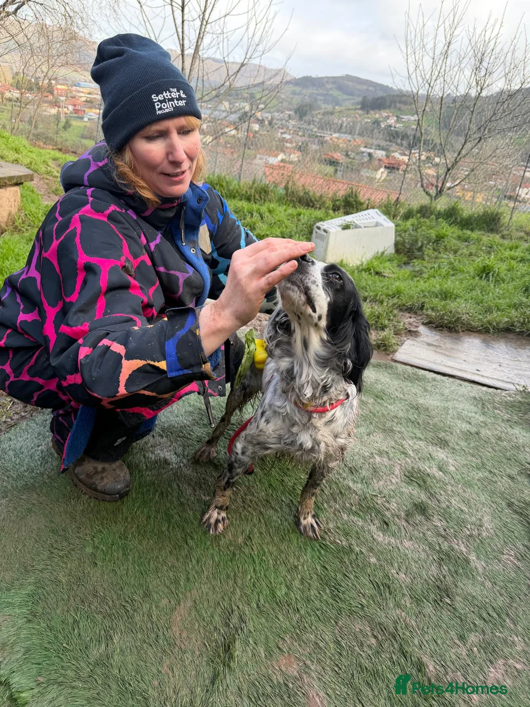 English Setter dogs for adoption: Kora  - Advert 8