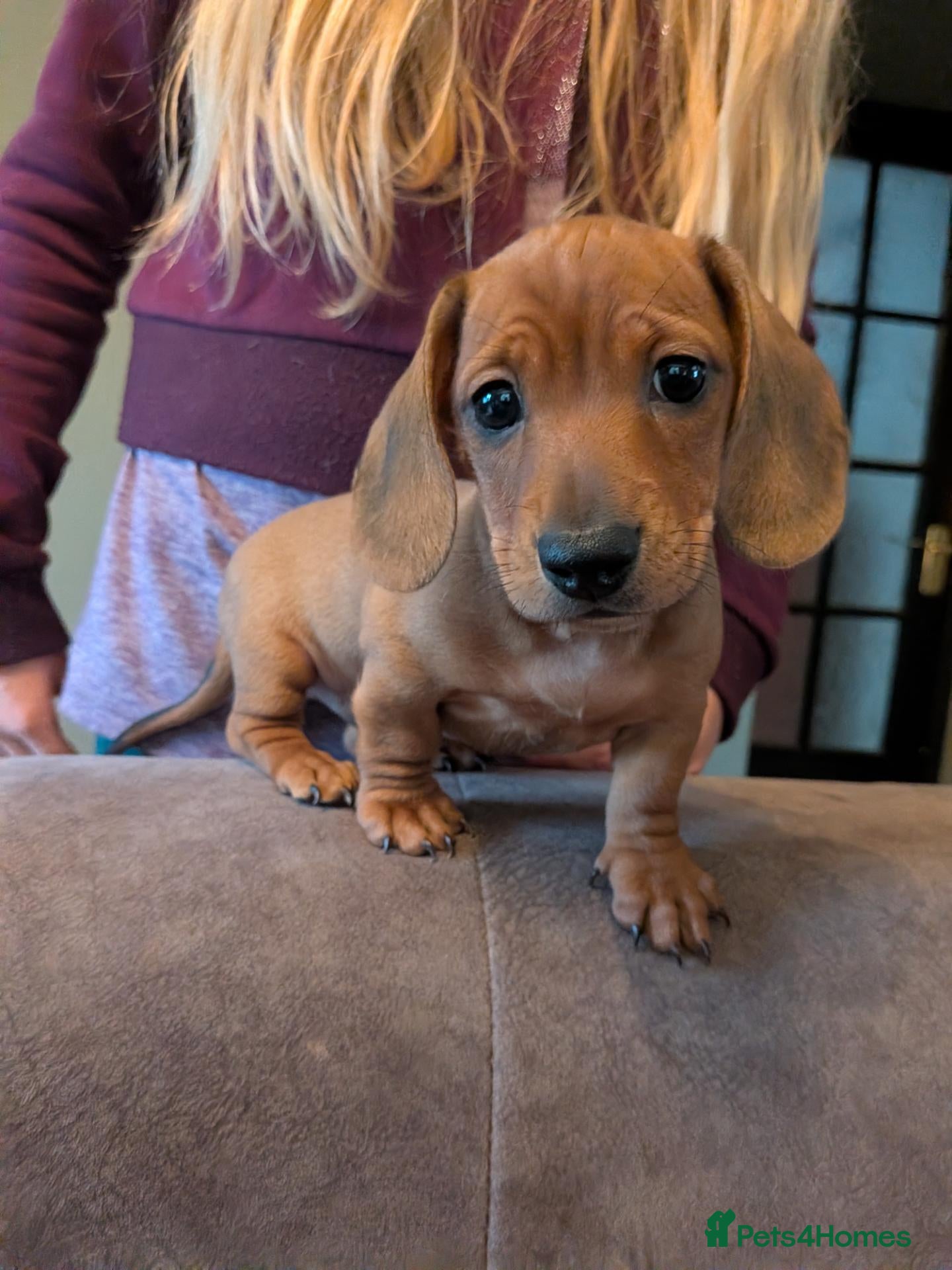 Miniature Dachshund dogs 1 boy left!Beautiful Miniature Dachshund Puppies   - Advert 1