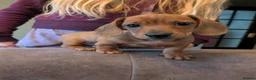 Miniature Dachshund dogs for sale: 1 boy left!Beautiful Miniature Dachshund Puppies   - Advert 1
