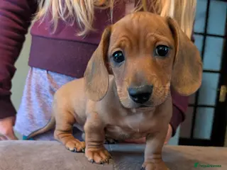 Miniature Dachshund dogs 1 boy left!Beautiful Miniature Dachshund Puppies - Advert 1