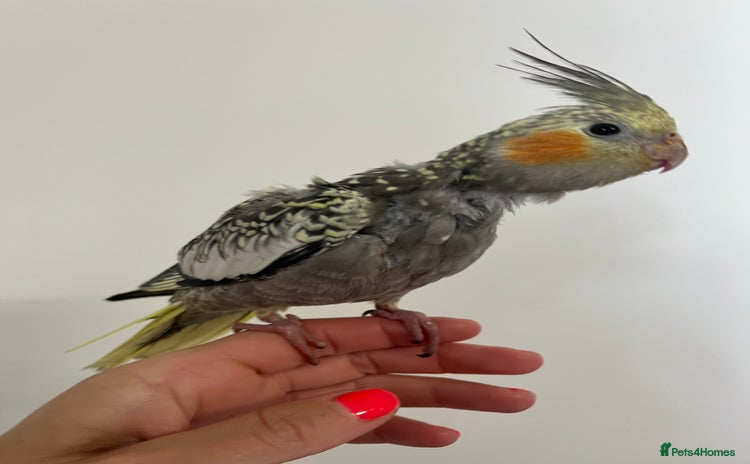 Cockatiels birds - Advert 1