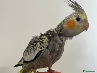 Cockatiels birds - Advert 5