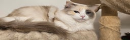 Ragdoll cats for sale: Female ragdoll - Advert 5