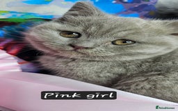 British Shorthair cats for sale: British short hair kittens - Advert 1