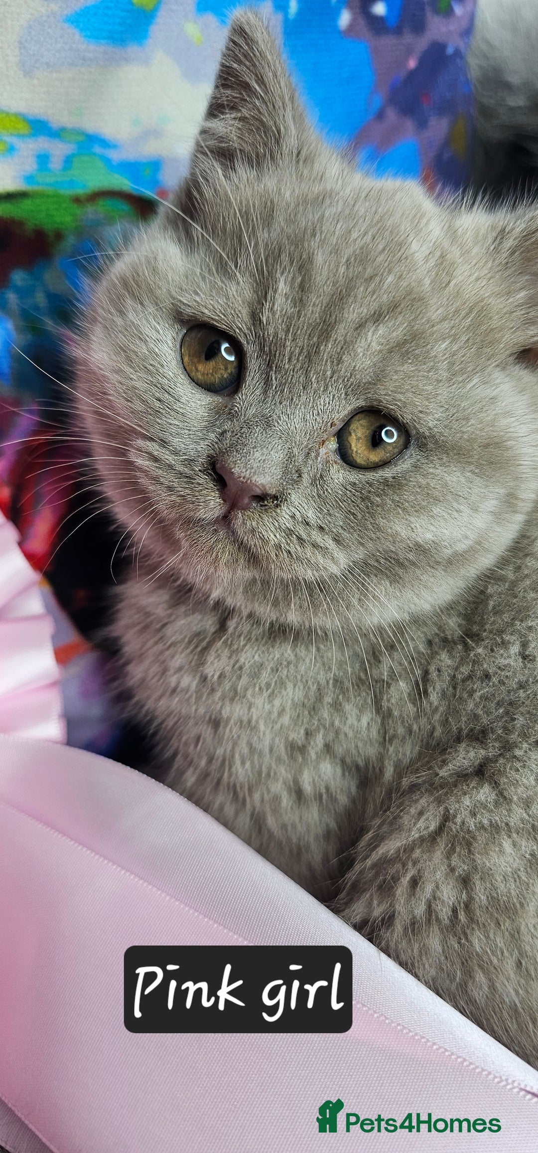 British Shorthair cats for sale: British short hair kittens - Advert 1