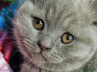 British Shorthair cats for sale: British short hair kittens - Advert 1