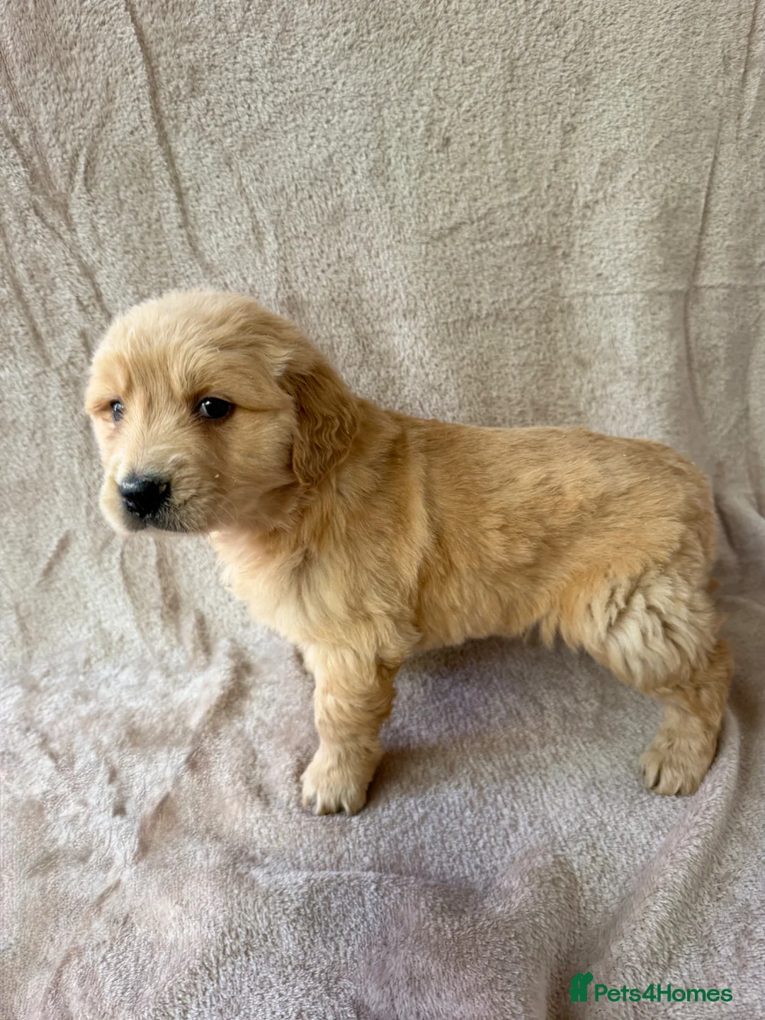 Golden Retriever dogs for sale: Fully health tested Golden Retriever pups - Advert 2