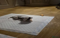 Jack Russell dogs for sale: 1 Beautiful boy Jack Russell puppy left for sale - Image 19