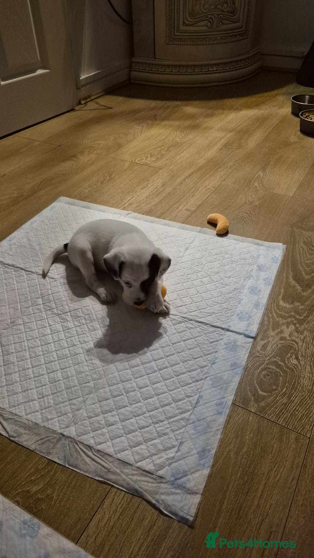 Jack Russell dogs for sale: 1 Beautiful boy Jack Russell puppy left for sale - Image 19