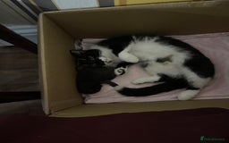 Mixed Breed cats for sale: Beautiful male kitten for sale - Image 11