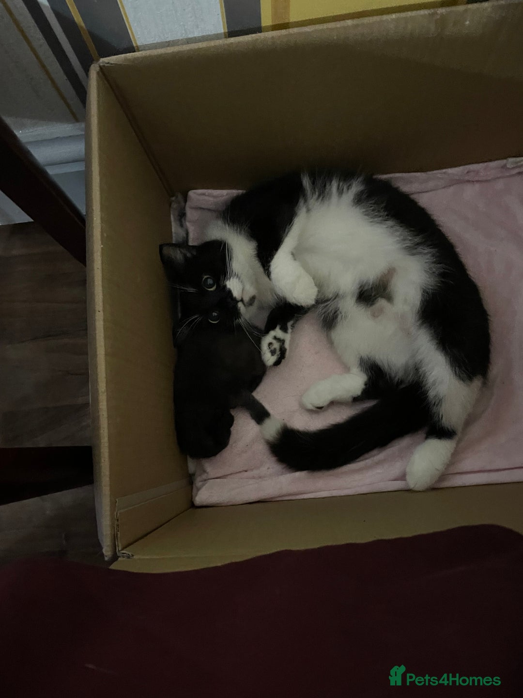 Mixed Breed cats for sale: Beautiful male kitten for sale - Image 11