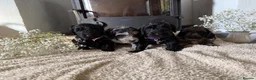 Cockapoo dogs for sale: Health tested F1 Cockapoos  - Advert 17