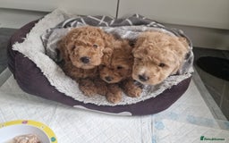 Mixed Breed dogs for sale: 2 lovely little boys - Image 2