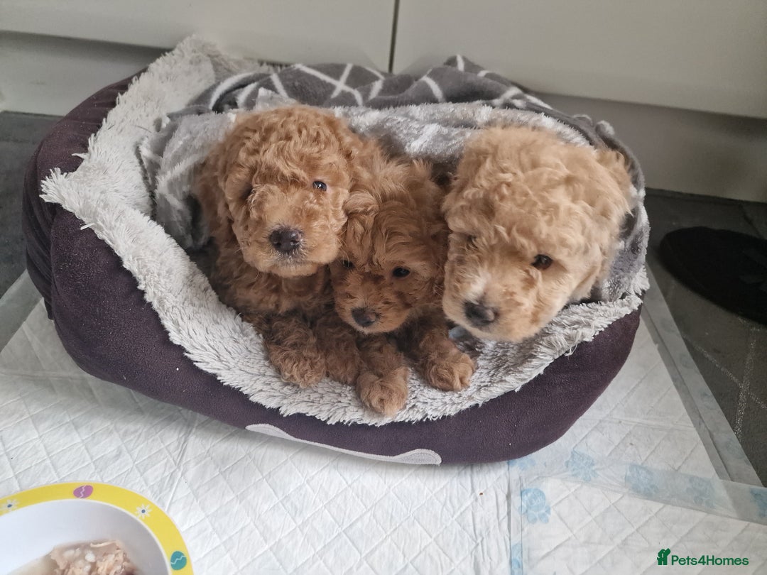 Mixed Breed dogs for sale: 2 lovely little boys - Image 2