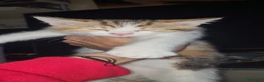 Mixed Breed Kitten 2