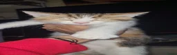 Mixed Breed cats for sale: mix bengel kittens  - Advert 5
