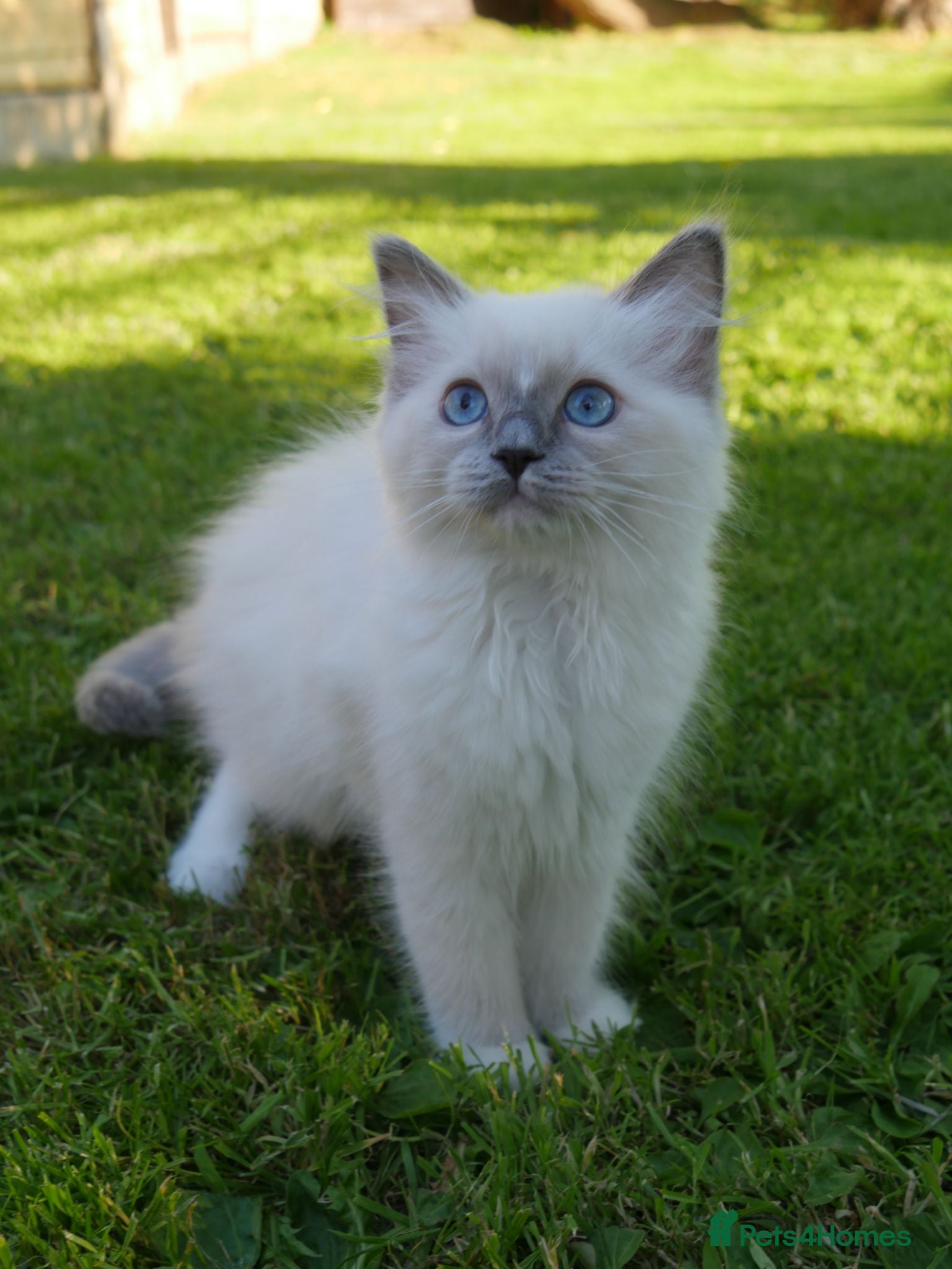 Ragdoll cats Beautiful ragdolls READY TO LEAVE FOR NEW HOME  - Advert 2