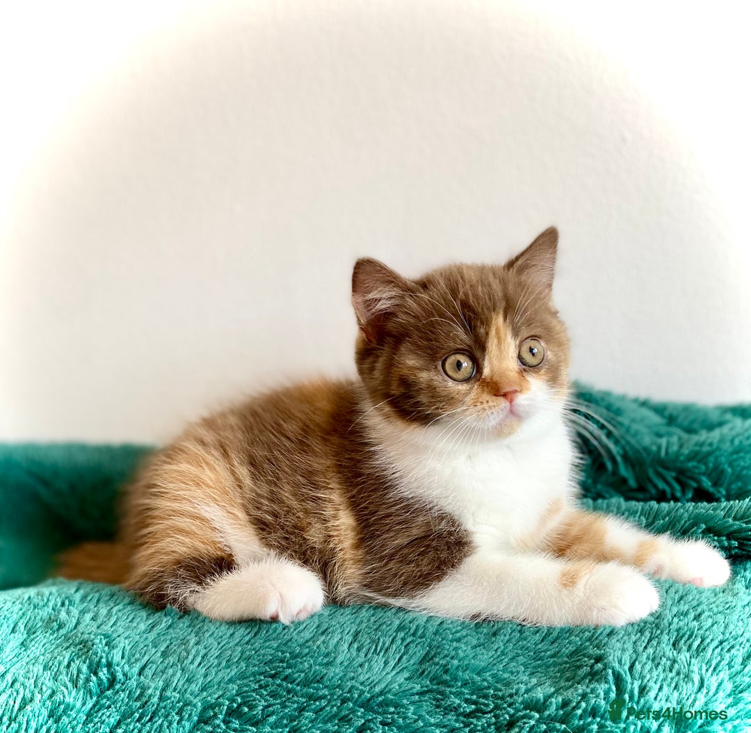 British Shorthair cats for sale: Chunky Champion line kittens TICA reg.  in Cannock - Image 16