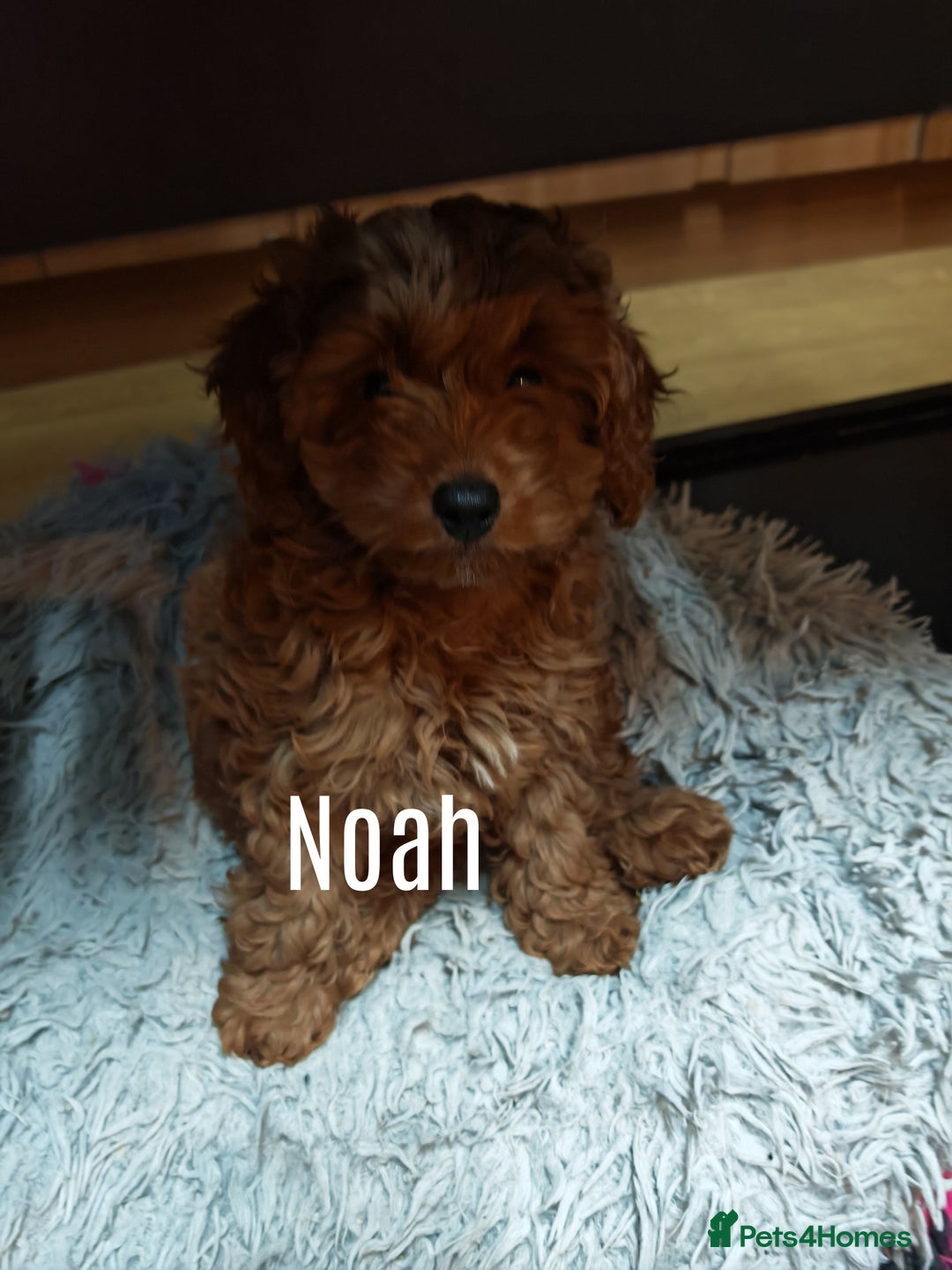 Cockapoo dogs for sale: Cockerpoo puppies  - Advert 4