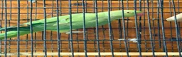 Ringnecks birds for sale: Indian ringneck  in London - Advert 2