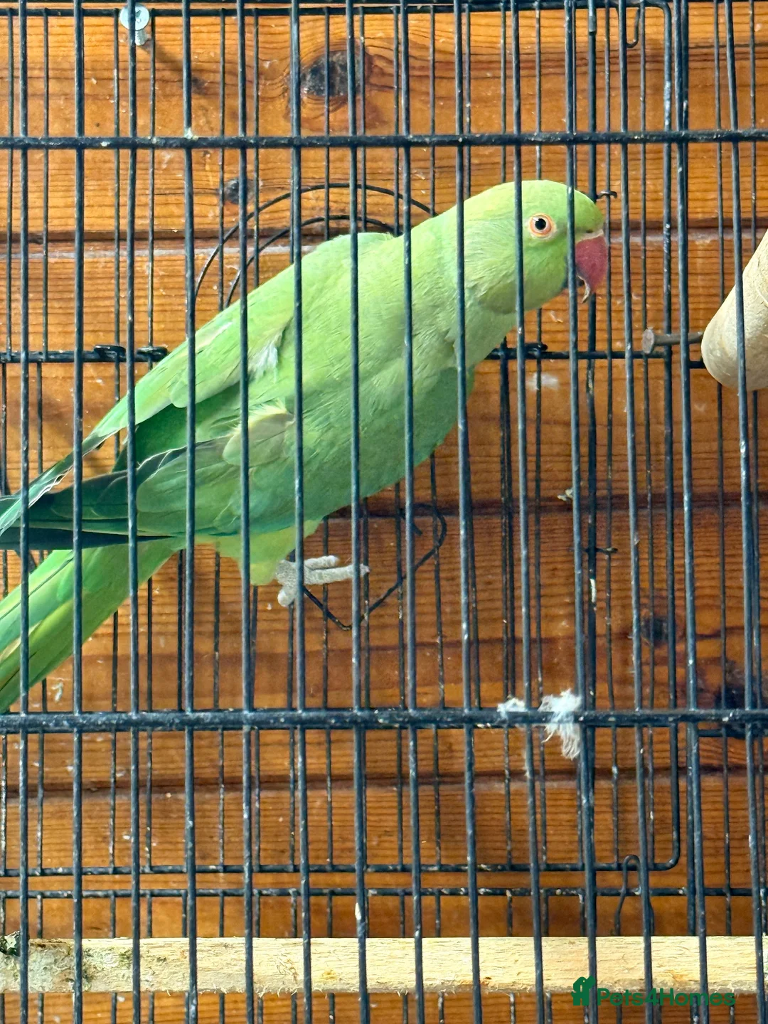 Ringnecks birds for sale: Indian ringneck  in London - Advert 2