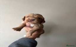 Cocker Spaniel dogs for sale: 🐾Show Cocker Spaniel 🐾  - Image 6