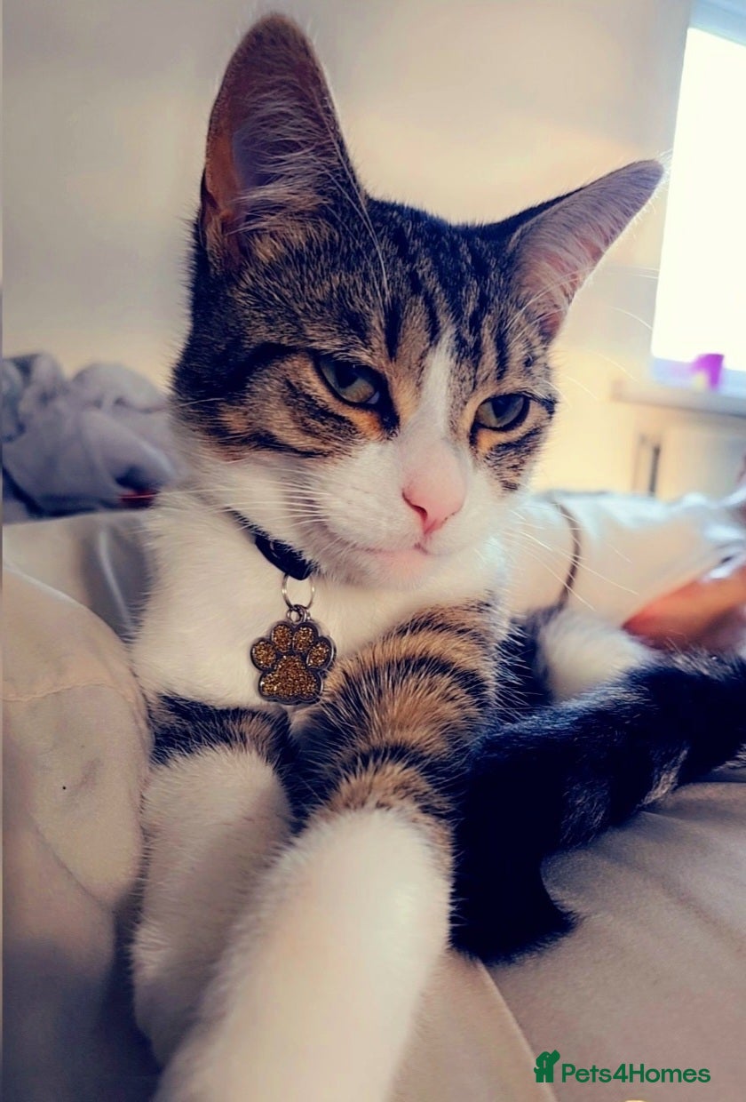 Mixed Breed cats Roxy and romeo - Advert 5