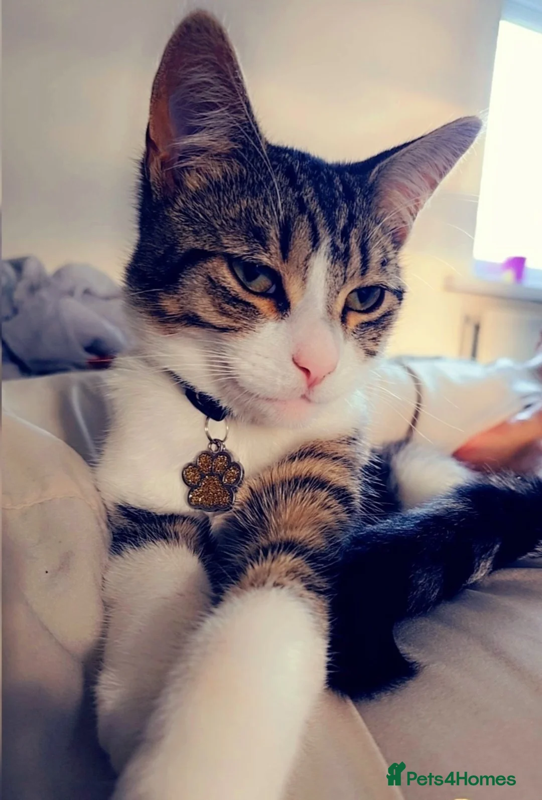 Mixed Breed cats for sale: Roxy and romeo - Advert 1