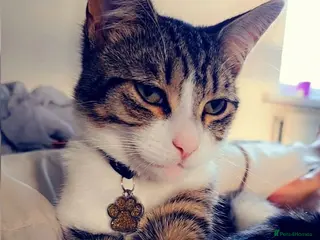 Mixed Breed cats Roxy and romeo - Advert 5