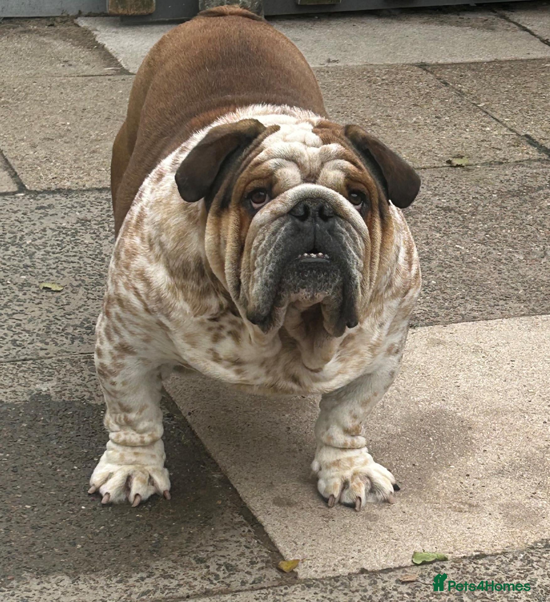 English Bulldog dogs FOR STUD Stunning male - Advert 1