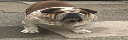 English Bulldog dogs for stud: FOR STUD Stunning male - Advert 1