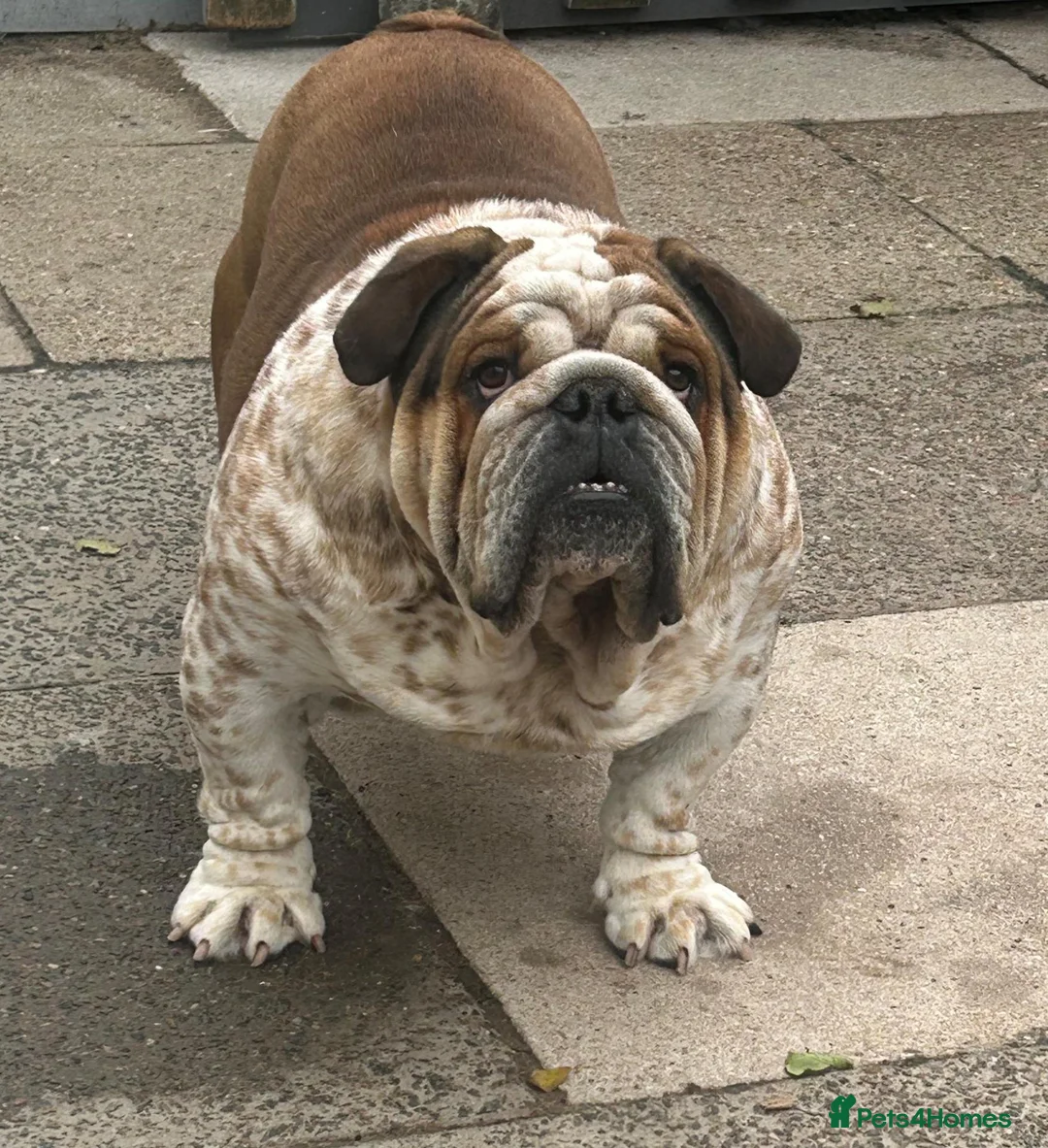 English Bulldog dogs for stud: FOR STUD Stunning male - Advert 1