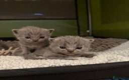 British Shorthair cats for sale:  2 British Shorthair Kittens ready now!  - Image 5