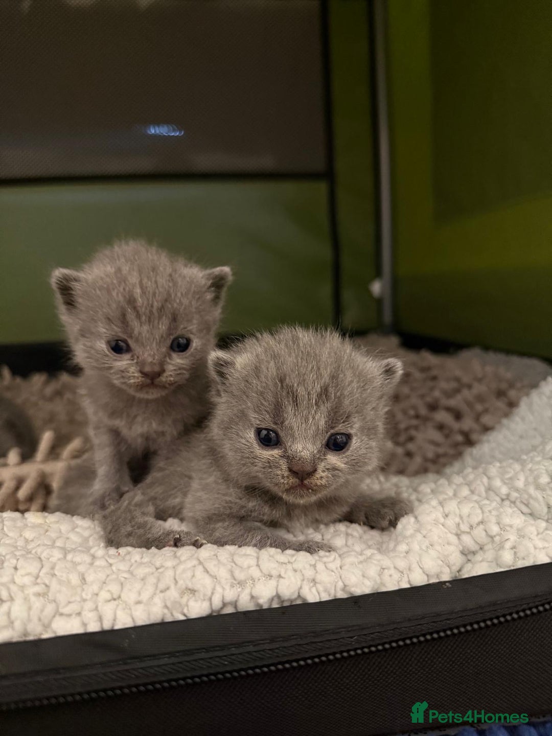 British Shorthair cats for sale:  2 British Shorthair Kittens ready now!  - Image 5