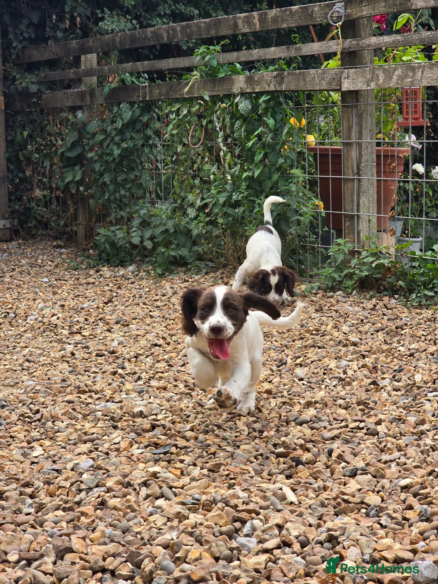 Mixed Breed dogs Clumber springer cocker 1 available  - Advert 9