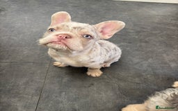 French Bulldog dogs for sale: 3 French bulldog puppies  - Image 4