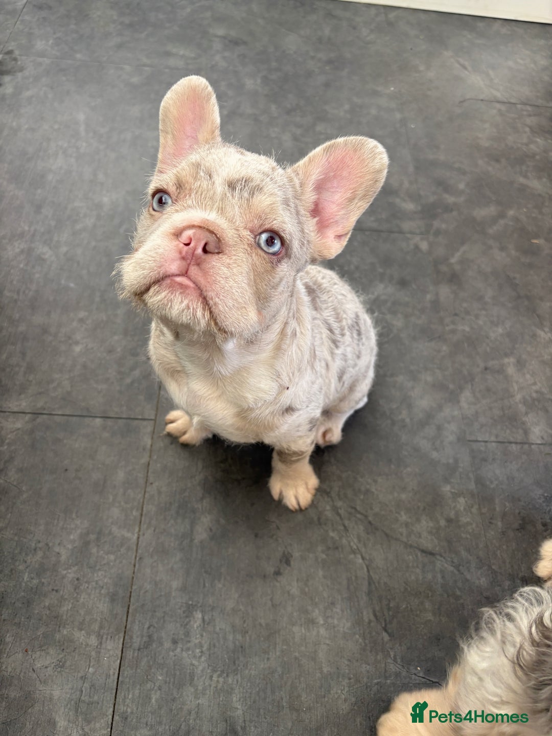 French Bulldog dogs for sale: 3 French bulldog puppies  - Image 4